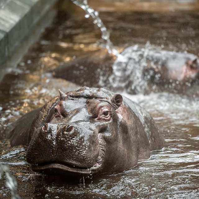 Hippopotamus in ZOO Antwerpen