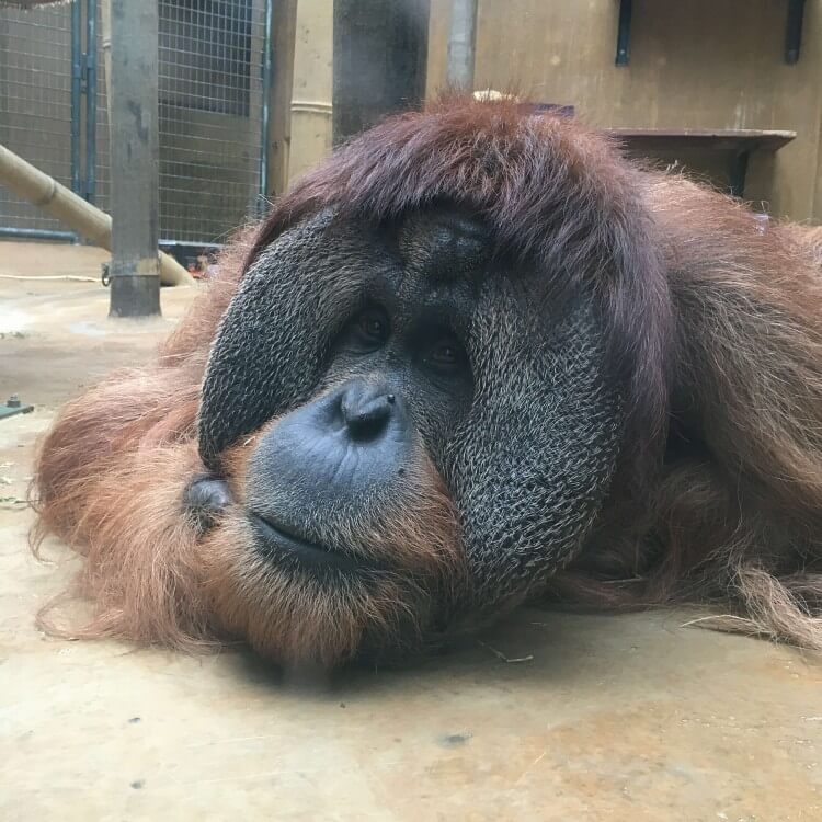 orangutan-in-the zoo