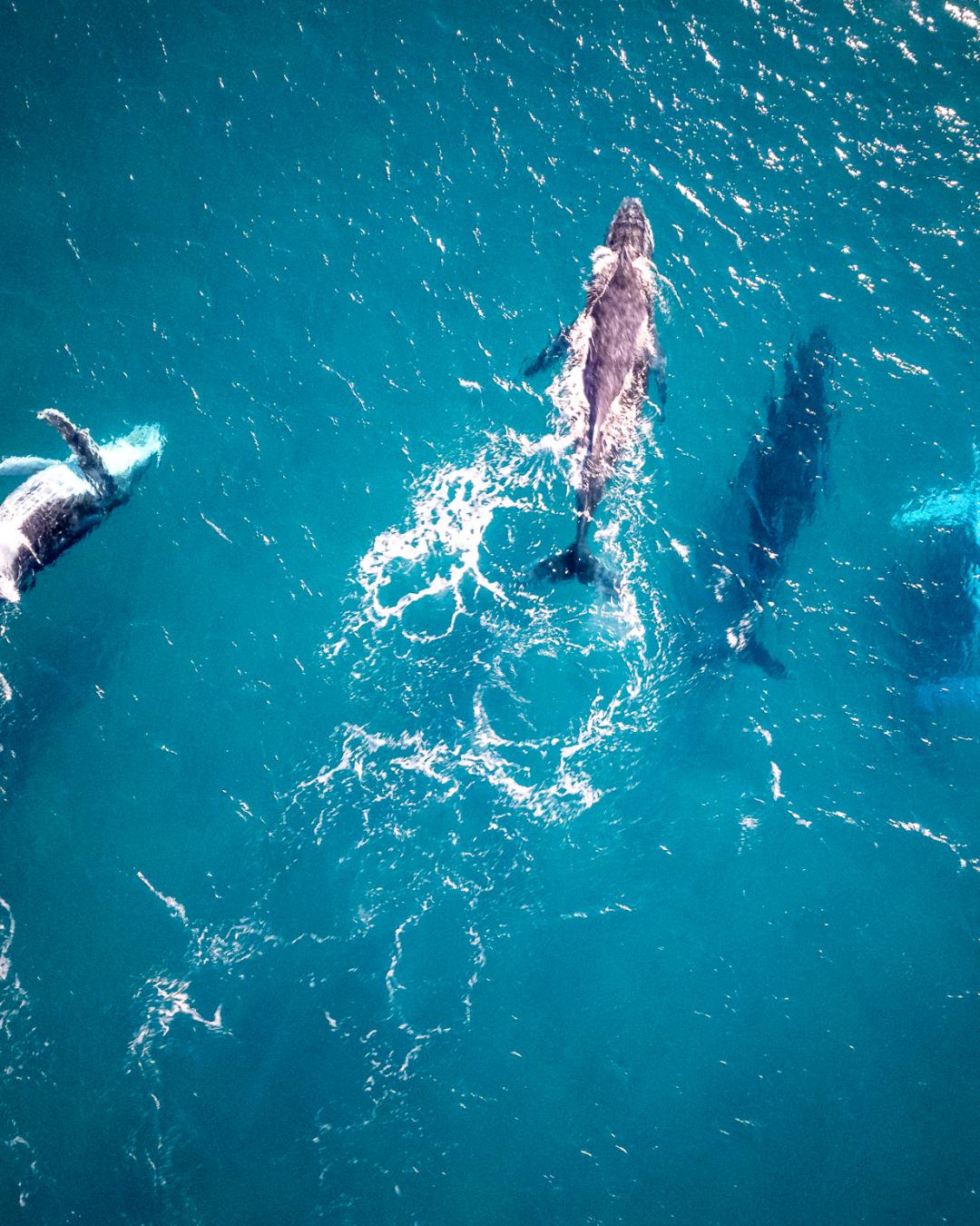 drone-shot-of-whales-in-australia