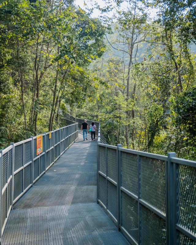 canopy-walk-in-queen-sirikit-botanic-garden