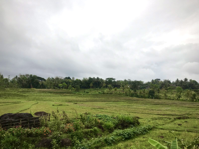 Meer natuur in Java