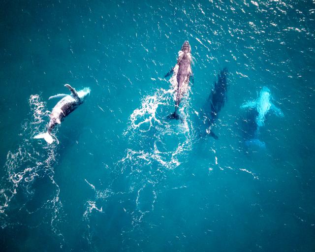 drone-shot-of-whales-in-australia