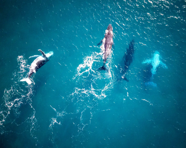 Drone beeld van walvissen in Australië