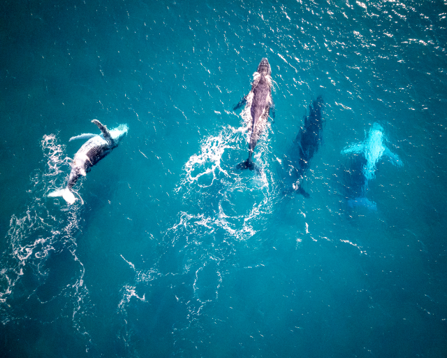 Whales at K'Gari Island