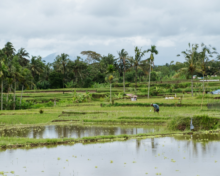 backpacken-indonesie