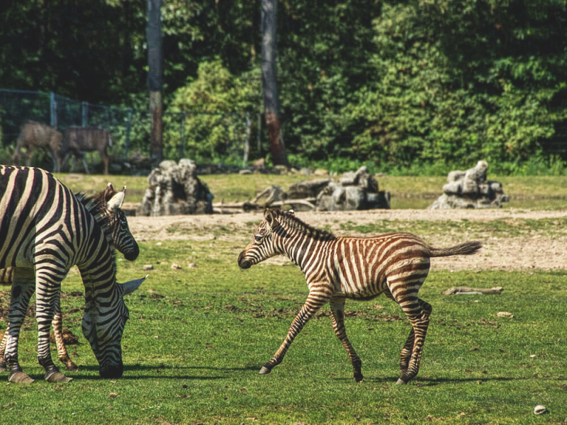 bezoek-dierentuin-burgers-zoo-het-weekend